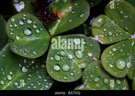 Gouttes de pluie sur les feuilles hydrofuges, Golden Gate Park, San Francisco, California, USA Banque D'Images