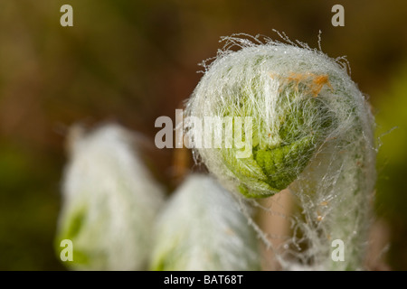 Macro image d'interruption de fern frondes d'ouverture Banque D'Images