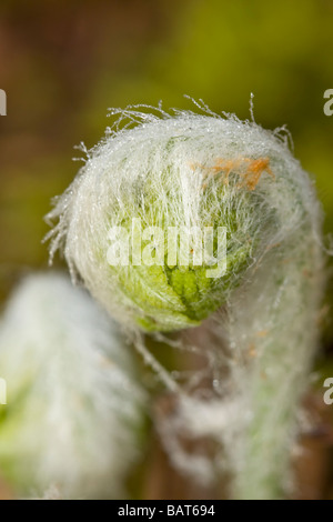 Macro image d'interruption de fern frondes d'ouverture Banque D'Images