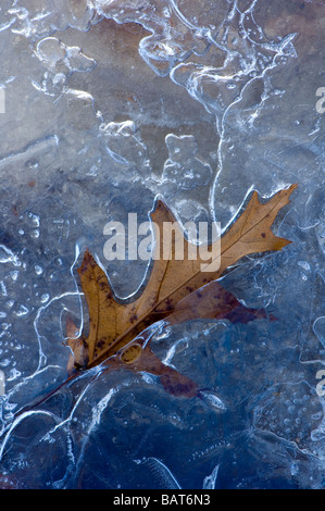 Une feuille de gelée dans la glace Banque D'Images