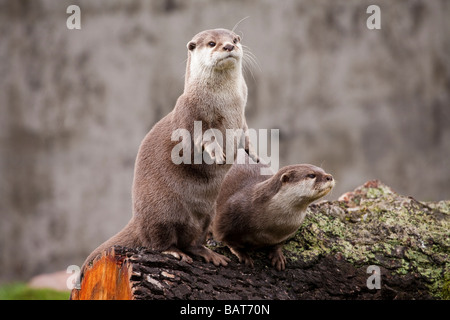 Les loutres court asiatique, Blair Drummond Safari Park, Stirling, Ecosse Banque D'Images