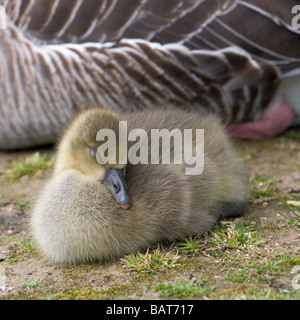 Une oie cendrée gosling capacité par le côté de sa mère sur la rive de la rivière Ouse dans York, North Yorkshire Banque D'Images