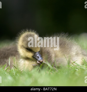 Une oie cendrée gosling par les rives de la rivière Ouse dans New York avec son pied dans sa bouche Banque D'Images