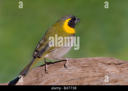 Cuban Grassquit Finch, 'Tiaris canorus' Banque D'Images