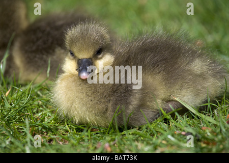 Gosling cendrées sur les rives de la rivière Ouse à York Banque D'Images