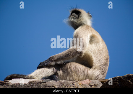 Gray Langur monkey dans le Parc National de Ranthambhore, Rajasthan, Inde Banque D'Images