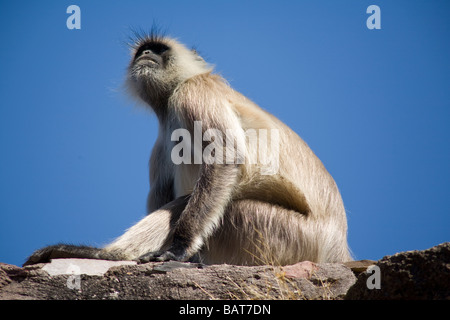 Gray Langur monkey dans le Parc National de Ranthambhore, Rajasthan, Inde Banque D'Images