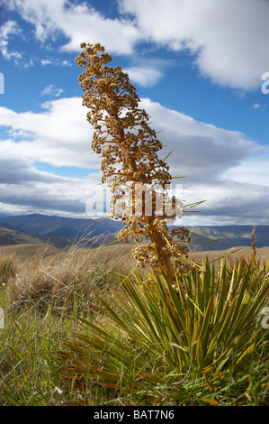 Or Fleur pâturin ou Espagnol Aciphylla aurea Gamme Carrick Central Otago ile sud Nouvelle Zelande Banque D'Images