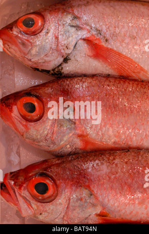 Paniers de poissons aux couleurs vives dans des boîtes en vente dans le marché aux poissons de Tsukiji à Tokyo Banque D'Images