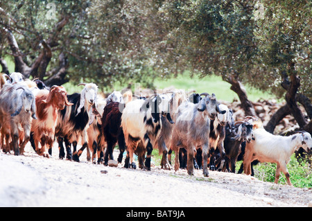 Israël Cisjordanie Samarie Dotan Valley un troupeau de chèvres avec un berger local sur un âne Banque D'Images