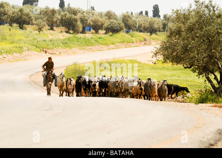 Israël Cisjordanie Samarie Dotan Valley un troupeau de chèvres avec un berger local sur un âne Banque D'Images