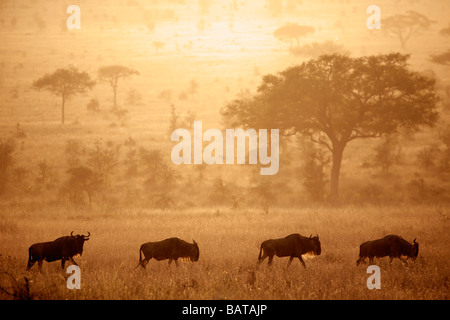 Gnous au coucher du soleil sur les plaines du Serengeti pendant la migration annuelle vers le Masai Mara Banque D'Images