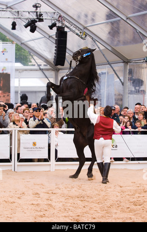 Dressage espagnol dans Albert Square Manchester UK Banque D'Images