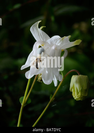 Une araignée crabe (Misumena vatia) capte une abeille dans une fleur ancolie dans un jardin. Photo par Jim Holden. Banque D'Images