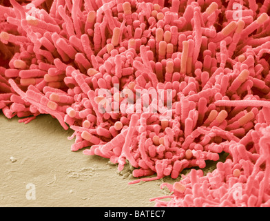 Les bactéries formant des scanningelectron, Microphotographie (SEM). La plaque dentaire est un biofilm de bactéries qui se forme sur les dents. Banque D'Images