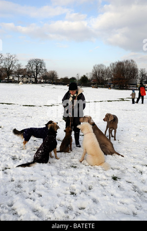 Professional Dog walker avec six chiens en attente d'une traiter dans la neige,Springfield park Hackney,London E5 Banque D'Images