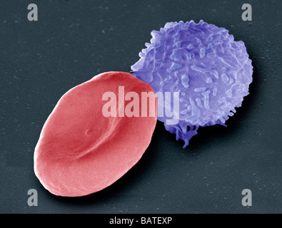 Les cellules sanguines. Couleur de l'analyse des électrons Microphotographie (SEM) d'un taux de globules rouges (érythrocytes, red)et d'un globule blanc. Banque D'Images