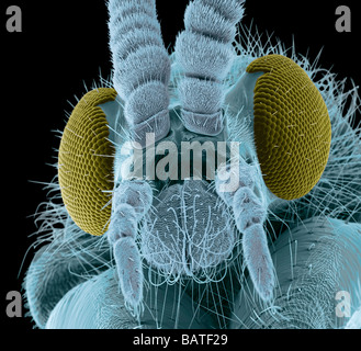 Fly head, couleur de l'analyse des électrons Microphotographie. Gros plan de la tête d'une mouche, montrant itsshort entre des antennes, des yeux composés