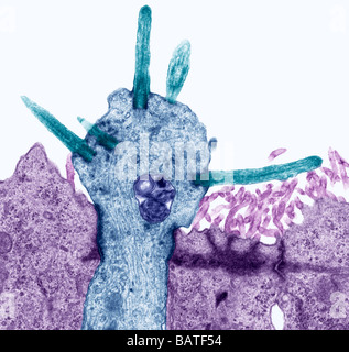 Récepteurs d'odeur. Electronmicrograph la transmission de couleur d'un article par l'intermédiaire de récepteurs d'odeur (cils) Banque D'Images