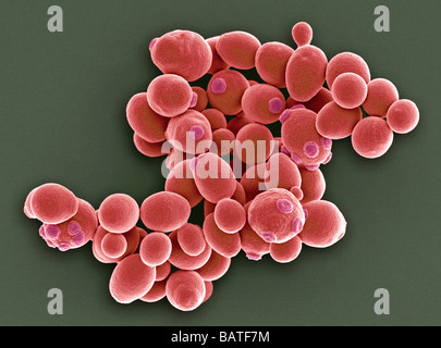 Les cellules de levure. Couleur de l'analyse des électrons Microphotographie (SEM) de cellules de levure de brasseur (Saccharomycescerevisiae). Banque D'Images