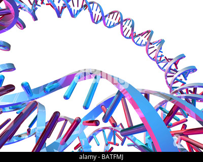 L'acide désoxyribonucléique (ADN circulaire) molécule,computer artwork. L'ADN circulaire n'a pas d'extrémités, mais se compose d'une structure en anneau Banque D'Images