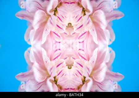 Fleur, image abstraite. Banque D'Images