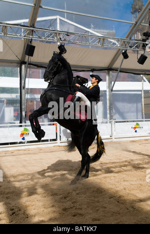 Dressage espagnol dans Albert Square Manchester UK Banque D'Images