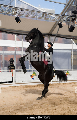 Dressage espagnol dans Albert Square Manchester UK Banque D'Images