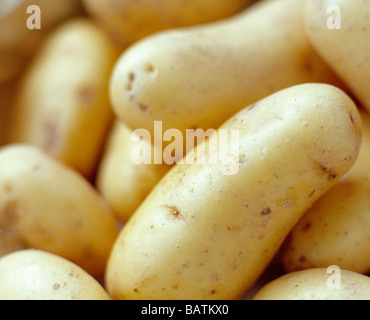 Nouveau pototoes, un navrant variété de la pomme de terre (Solanum tuberosum). Pototoes sont une partie souterraine de la plante. Banque D'Images