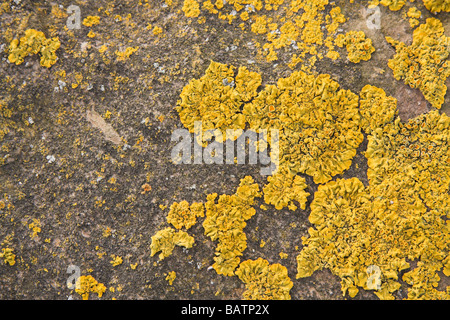 Lichen jaune sur la pierre Banque D'Images