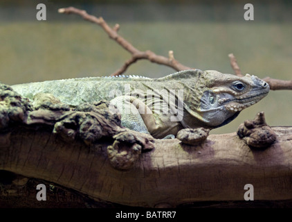 Iguane rhinocéros (Cyclura cornuta), le Zoo de Londres, Angleterre Banque D'Images