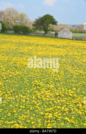 Une masse de pissenlits dans un champ près de Leyburn, Yorkshire Banque D'Images