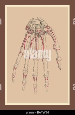 Les os de la rangée inférieure Banque D'Images