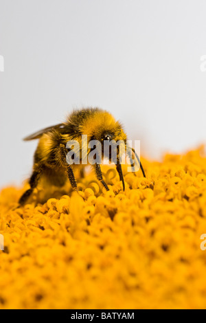 De bourdons (Bombus fervidus) sur tournesol, close-up Banque D'Images