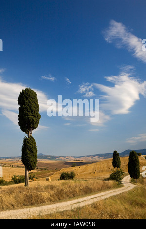 Italie, Toscane, paysage vallonné, de cyprès le long du chemin Banque D'Images