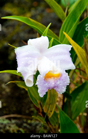 Une lumière mauve orchidée sauvage qui fleurit sur les pentes du volcan Arenal au Costa Rica en Amérique centrale Banque D'Images