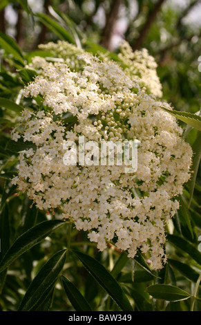 Petites fleurs ensoleillées blanc avec des feuilles vertes Banque D'Images