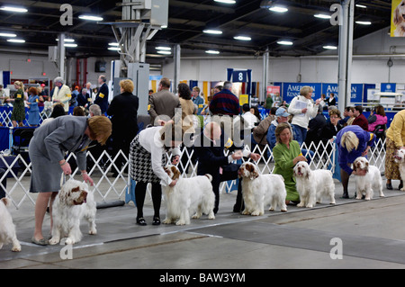 Clumber Spaniels étant représenté dans le Ring d'exposition à l'exposition canine de Louisville à Louisville Kentucky Banque D'Images