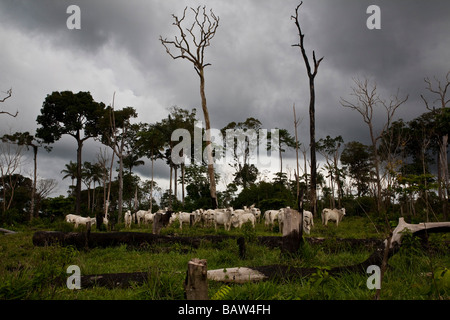 L'élevage et la déforestation à Flona n'Jamanxim amazonienne de l'État de Para au Brésil l'occupation illégale des terres du gouvernement Banque D'Images