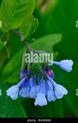 Virginia Bluebells Banque D'Images