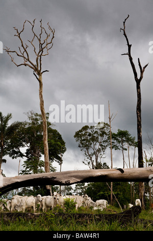 L'élevage et la déforestation à Flona n'Jamanxim amazonienne de l'État de Para au Brésil l'occupation illégale des terres du gouvernement Banque D'Images