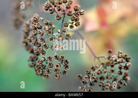 Libre de Spiraea japonica Goldflame des gousses sèches au printemps Banque D'Images