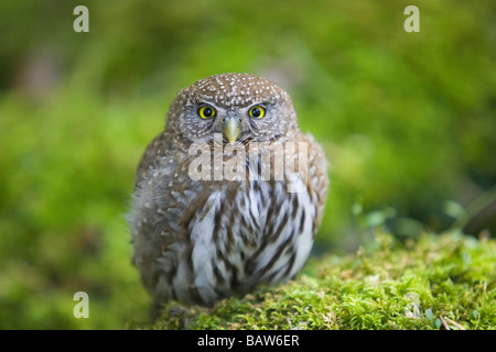 La Chouette naine - Yosemite National Park, en Californie. Banque D'Images