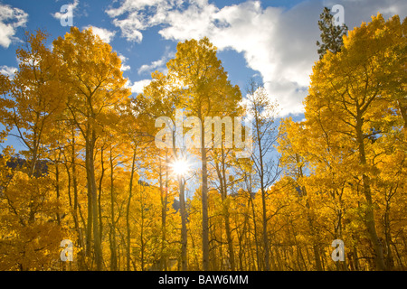 Les tons de jaune vert et orange de l'hôtel Aspens annoncer la venue de l'automne - Sierras, Californie. Banque D'Images