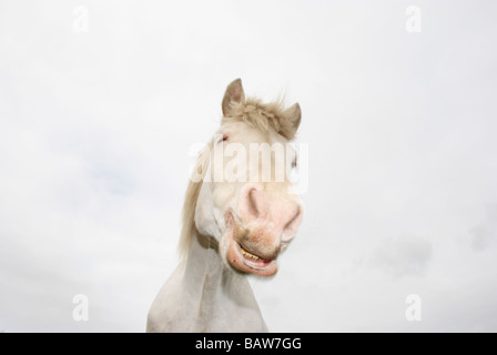 Cheval blanc contre un ciel nuageux Banque D'Images