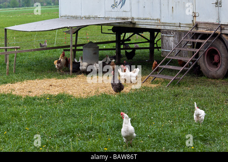 Poules dans un champ avec poulailler portable Banque D'Images