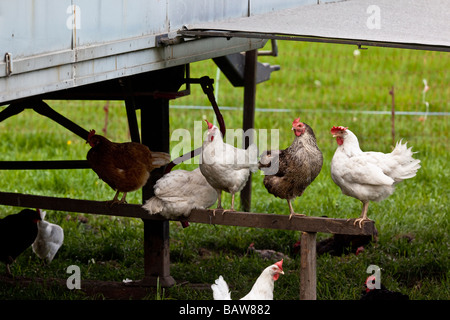 Poules dans un champ avec poulailler portable Banque D'Images