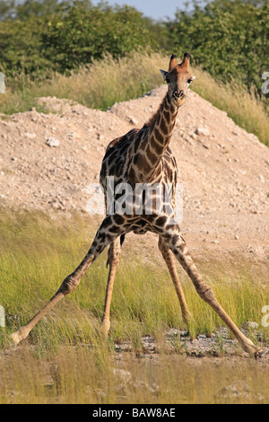 Girafe à propos de boire, Etosha National Park, Namibie Banque D'Images