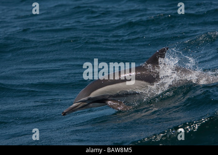 Dauphin commun Long Kapdelfin Delphinus capensis sautant Banque D'Images