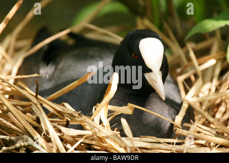 Oiseaux nidification coot fulica atra black un seul à l'extérieur du nid Banque D'Images